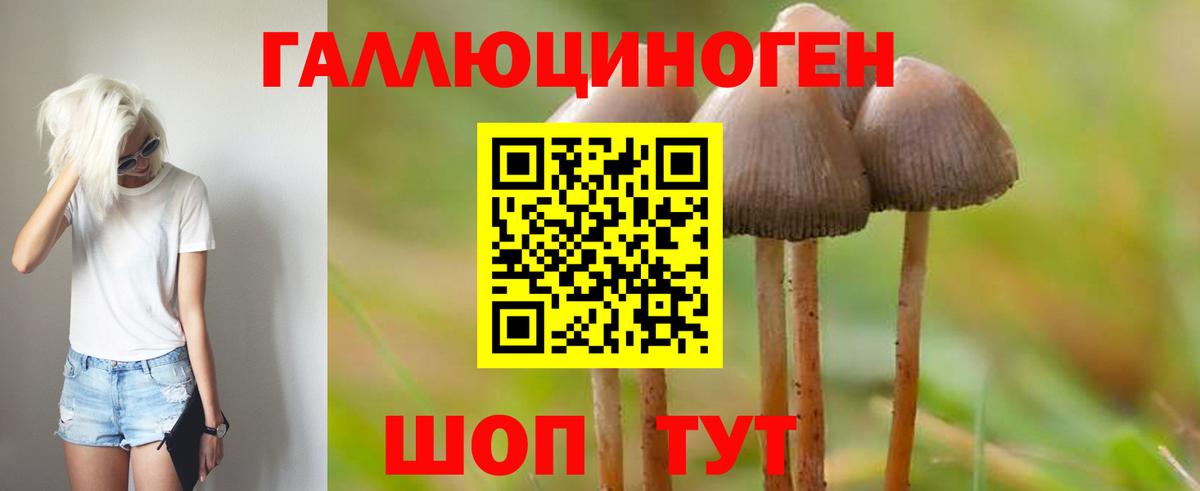 Галлюциногенные грибы Psilocybe Всеволожск